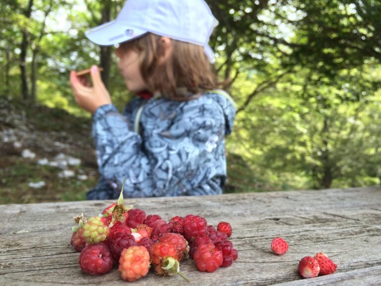 frutti-di-bosco-con-cavalli-e-binocolo
