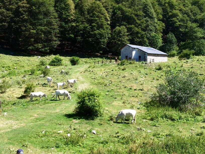 passeggiata-al-rifugio-la-fossa-con-le-mucche
